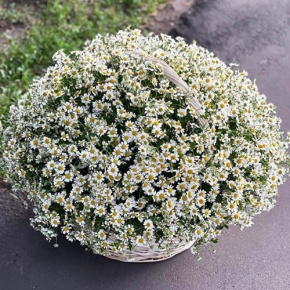 Композиция в корзине из 151 ромашки в Электростали