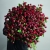 Монобукет из 75 кустовых роз Марун (70 см) в Электростали Монобукет из 75 кустовых роз Марун (70 см) в Электростали