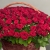 Композиция в корзине из 151 красной розы в Электростали Композиция в корзине из 151 красной розы в Электростали
