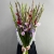 Букет из 25 гладиолусов микс в Электростали Букет из 25 гладиолусов микс в Электростали