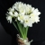 Букет из 25 нарциссов в Электростали