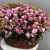 Композиция в корзине из 51 кустовой пионовидной розы в Электростали Композиция в корзине из 51 кустовой пионовидной розы в Электростали